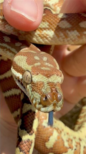 Hypo Het Stonewashed Bredl’s Python