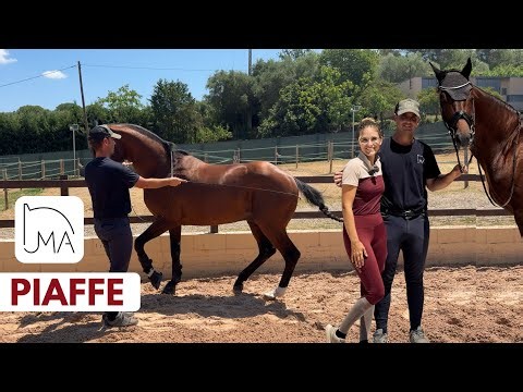 Learn How to Ask for the Piaffe! Step-by-Step with Jacobo
