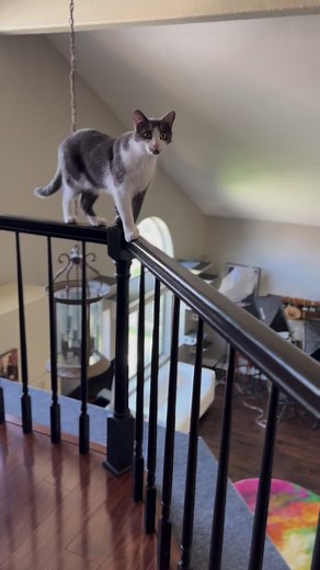 1.5M views · 10K reactions | Acro-Jack is at it again!! He’s going to make the ladies grey before their time!! #cats #acrobatics #felineessential #catsareawesome #oldbeforetheirtime ❤️ | The Two Crazy Cat Ladies | Facebook