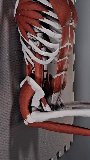 Sitting all day can tighten your hip flexors and pull your pelvis forward, stressing your lower back and affecting your posture. These simple moves will help to release your Psoas, realign your hips, and improve your upper body posture. ✨ Want more? Comment “hip alignment” or check out my Posture Guy Mike App with a FREE 3-Day Trial! #PostureCorrection #HipFlexorStretch #PsoasRelease | PostureStrong