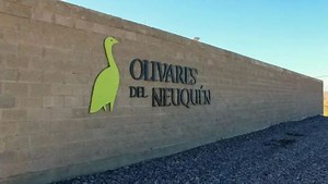 El oro verde de la estepa neuquina: nace un aceite de oliva de exportación en Añelo | Neuquén Al Instante | Periodismo Digital en la Patagonia