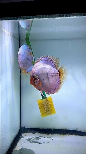 Heckel Cobalt Discus pair💙Strong genetics and stunning contrast #discus #fish #breeding #pair #tank