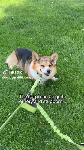 Corgi Training Tips: Using the Gentle Lead for Walks