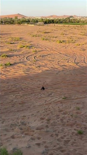 Bird falcon attack on duck #animallife #birds #birdofprey