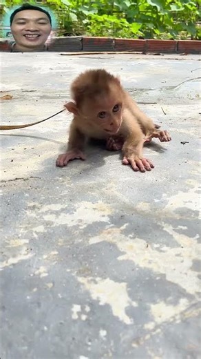 Oh no!!! The monkey jumps away when the sneaky millipede crawls too close #shorts #millipede #monkey
