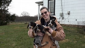 Maryland rescue experiencing massive overflow of pregnant dogs, puppies being surrendered