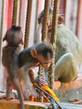 Smallest monkeys very activities play