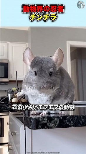 動物界のニンジャ【チンチラ】#動物 #豆知識 #雑学