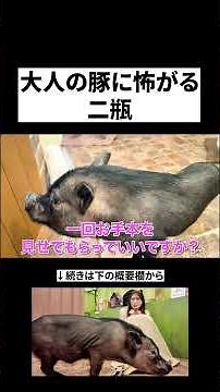 大人の豚はまだ怖い #二瓶有加 #子豚 #マイクロブタ