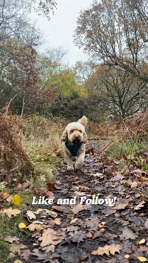 Tuesday at Paw Patrols #dogs #dogwalker #smallbusiness #viral #dogsoftiktok | Paw Patrols