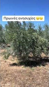 Ελαιώνας ποτιστικός . Δέντρα 5 ετών ποικιλίας κορωνέικη.