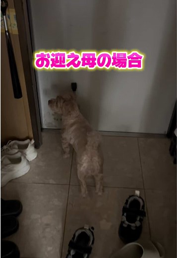 ちくわ マルプーのお迎え帰宅リアクション — 可愛い犬の出迎え動画