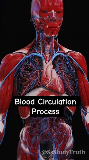3d Animated Blood Circulation full Process🩸#bloodcirculation #shorts