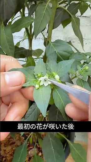 How to increase the yield of bell peppers and eggplants