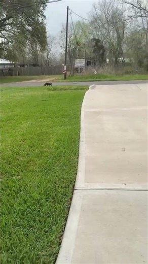 The stray cat is finally warming up to me! Please help me with name suggestions! ❤️