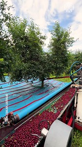 Amazing process of harvesting sour cherry | Earth Wonders