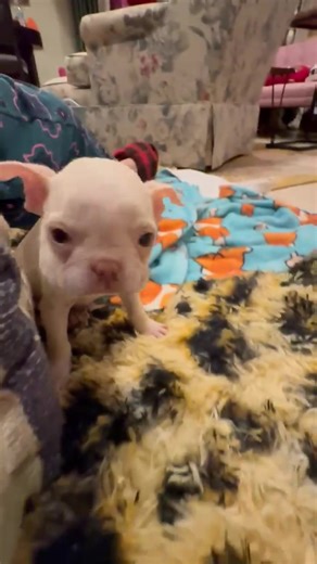 Meet Our New Baby Pug and Boston Puppy