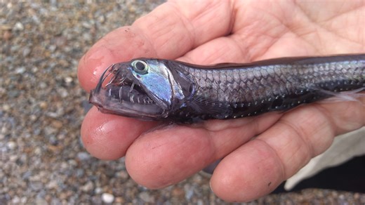 Dalle profondità dello Stretto il mistero dei pesci abissali VIDEO