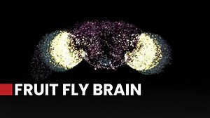 Scientists map entire fly brain
