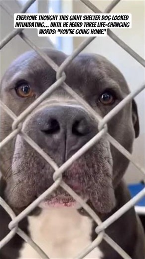 Everyone Was Afraid of This Big Shelter Dog… Until This Happened 🥺🐾 #americanbully