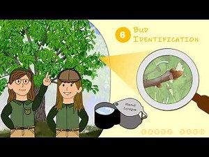 What is Dendrology? | A New Jersey Forest Service Pocket Presentation