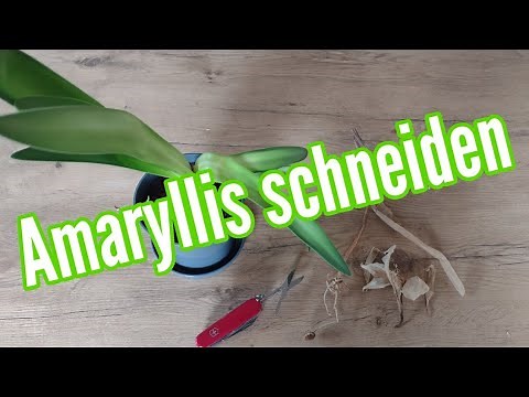 Cutting Amaryllis When and how to prune Amaryllis