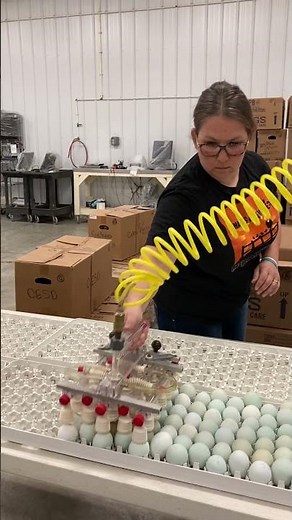 Our eggs at Meyer Hatchery are gently lifted and moved! #meyerhatchery