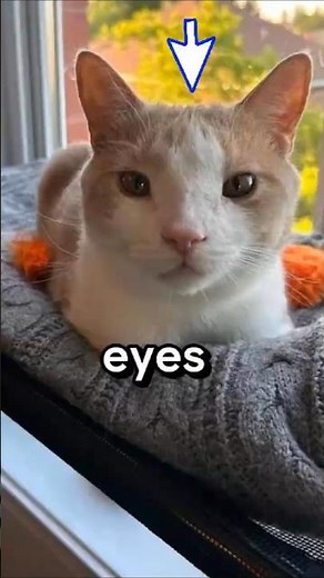 Incredible Rare Photos That Will Leave You Dazed in Wonder | 322