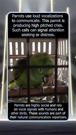 Parrot Crying Like A Baby