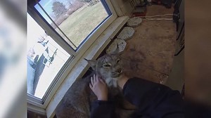 This adorable lynx absolutely loves being brushed and it's the cutest thing ever! | Rumble