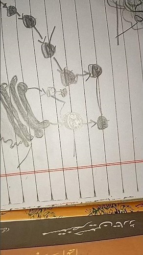 formation and function of lysosomes