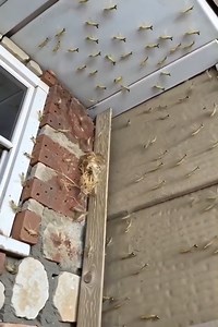 Had a Praying Mantis nest hatch by my front door! 𝗗𝗲𝘁𝗮𝗶𝗹𝘀 𝗯𝗲𝗹𝗼𝘄 👇 | Early Bird