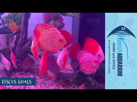 Gorgeous Discus | Waterlife Aquarium Hoppers Crossing