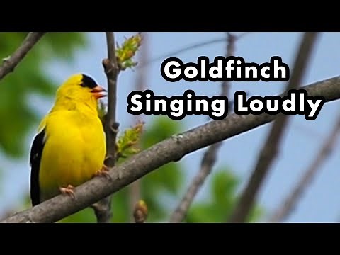American Goldfinch Singing Loudly In My Backyard - Bird Calls, Songs, and Sounds