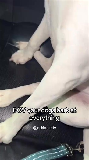 Just barking at everything 😂 follow my IG: JoshButlerTv #joshbutlertv #dogs | Josh Butler