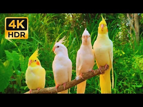 REAL Cockatiel Singing in Nature: 2 Hours of Relaxing Bird Sounds (4K HDR)