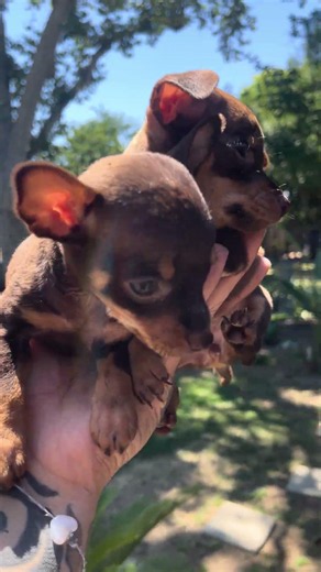 Apple head chihuahua’s for sale in the 559