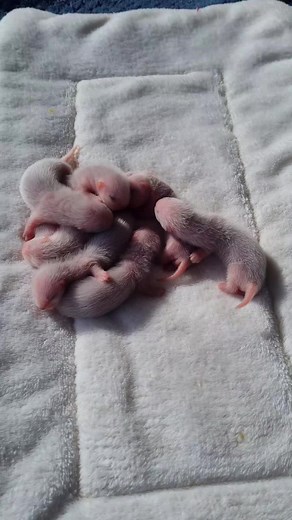 Adorable Baby Ferrets: 5 Days Old Cuties