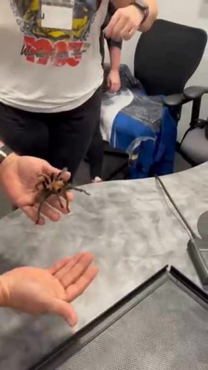 Learning about spiders with All Bugs Go To Kevin | My 1053 WJLT