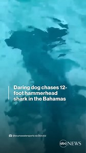 PAWS VS. JAWS: A daring dog stuns onlookers when it dives into the ocean to chase a 12-foot long hammerhead shark. http://abcn.ws/2CnB3ds | ABC News