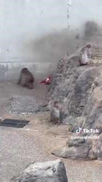 You can SEE THE SADNESS IN PUNCH EYES..The PAIN of rejection and bullying 😥😥😭😭😭Be Strong Punch