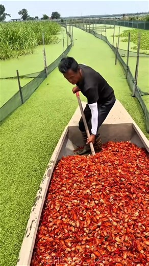 This is how Chinese farmers feed softshell turtles 🐢