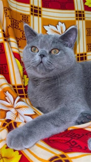 Cute Cat Eyes Will Hypnotize You 👀🐱 | Most Beautiful Cat Eyes Ever