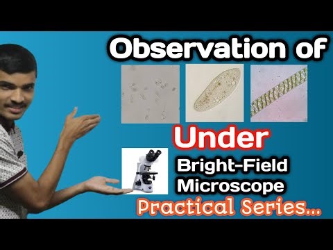 Observation Of Microorganisms Under Bright Field Microscope | Major-III | Practical-02 |