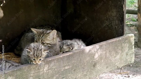 European wild cat kittens in a den, its scientific name is Felis silvestris
