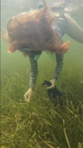 Family Scalloping Adventure in Crystal River #scallops #crystalriver #snorkeling