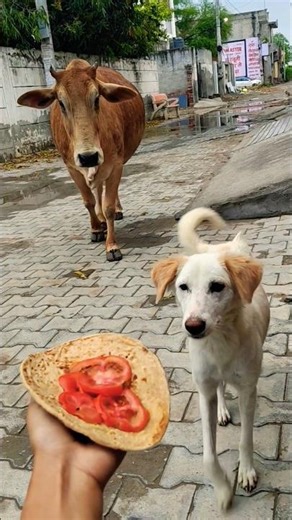Unlikely friends: a Calf and a Golden Retriever Share Biscuits! 🐶🐮 #shorts #youtubeshorts #calf #dog