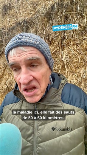 ABATTAGE DE 113 BOVINS EN ARIÈGE 🔴 "Moi aujourd'hui j'ai mal pour eux. On va continuer à abattre encore pendant combien de temps comme ça ?" - le président de la chambre d'agriculture philippe Lacube 🎤 | Pyrénées FM