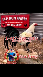 Elm Grey #elmrunfarm #elmrun #gamefowlbreeder #rublegrey #gamefowlnation #gamefowl @highlight | Elm Run Farm