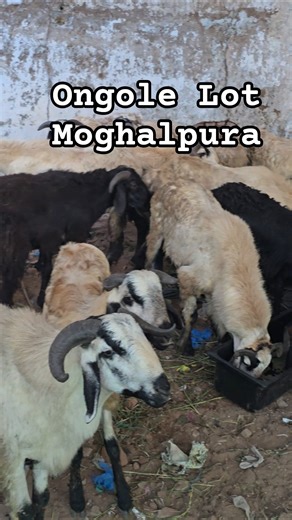 9985893165 #big #size #ongole #sheep #lot available in #moghalpura #Hyderabad